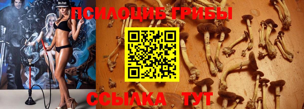 Галлюциногенные грибы GOLDEN TEACHER  Галлюциногенные грибы Magic Shrooms  Пугачёв  Вход с VPN 